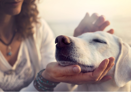 Cádiz y San Fernando proyectan un centro de bienestar animal tras las denuncias por maltrato