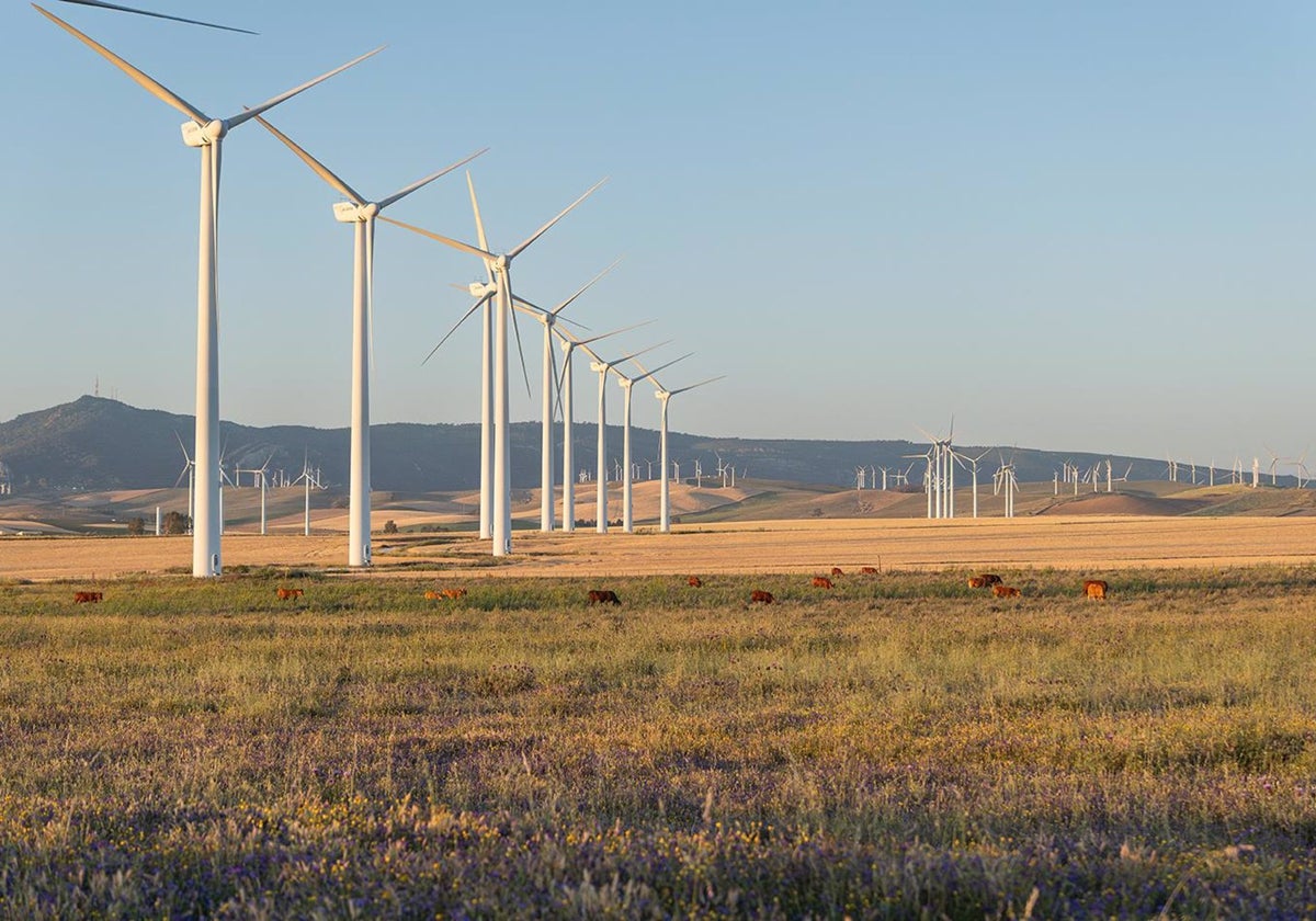 Parque eólico en Tarifa.