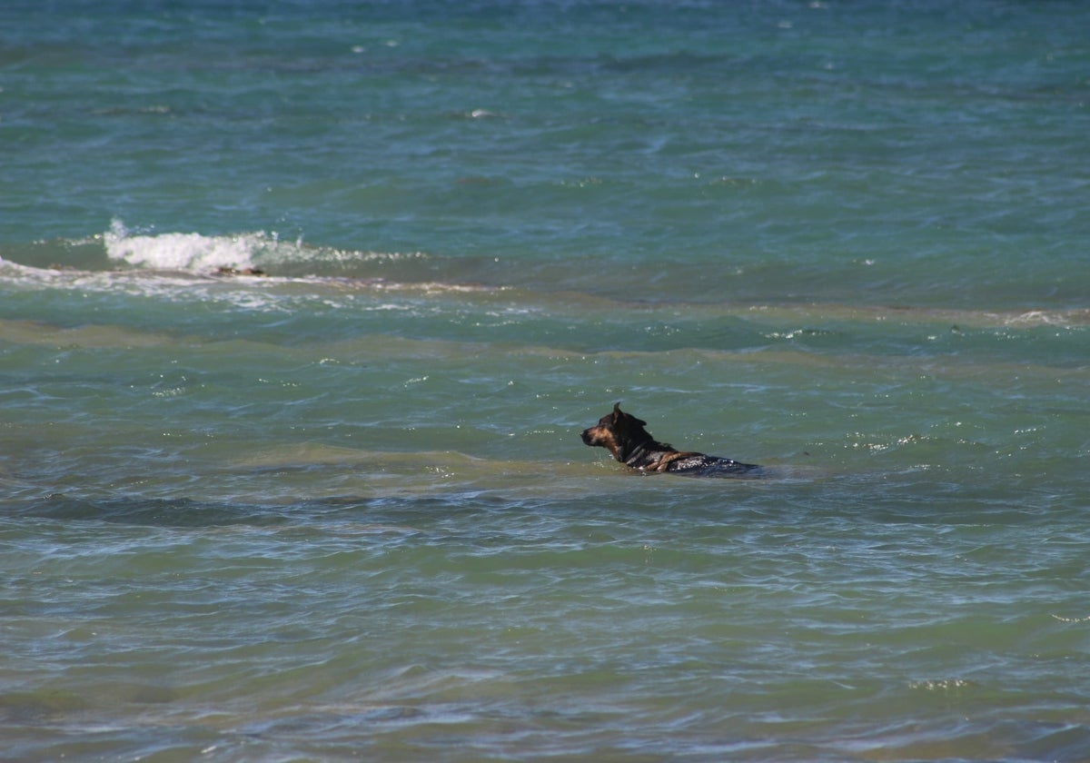 La playa canina en la zona de Lavaculos ya es una realidad