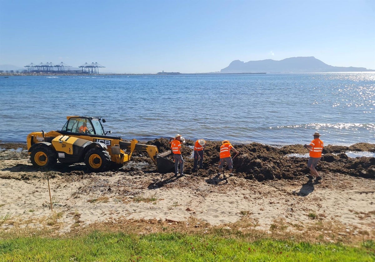 They begin &#039;crusades&#039; summer measures against invasive algae in Cádiz