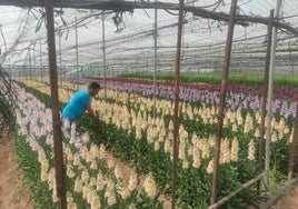 Convocadas las ayudas para los afectados de la flor cortada por la borrasca Bernard