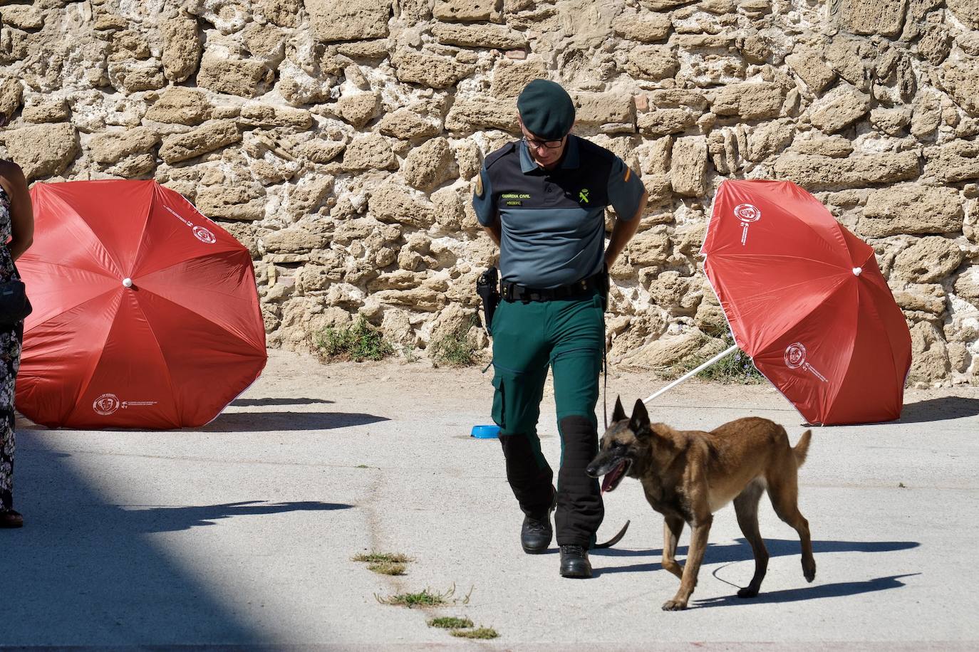 Los animales de compañía protagonizan la campaña sobre tenencia responsable de mascotas en Cádiz