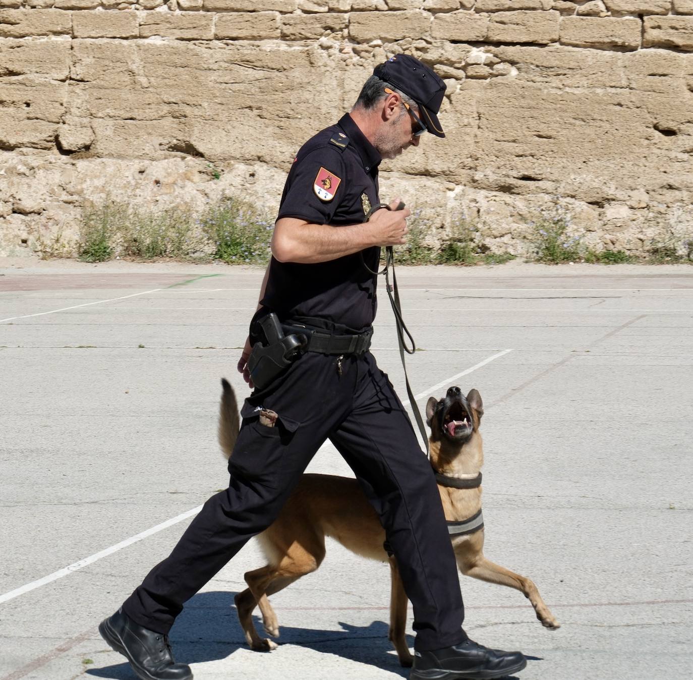 Los animales de compañía protagonizan la campaña sobre tenencia responsable de mascotas en Cádiz