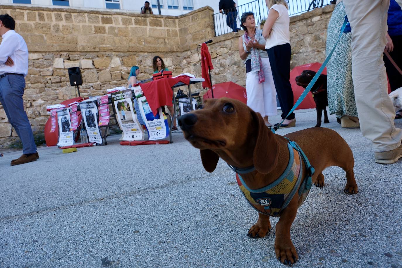 Los animales de compañía protagonizan la campaña sobre tenencia responsable de mascotas en Cádiz