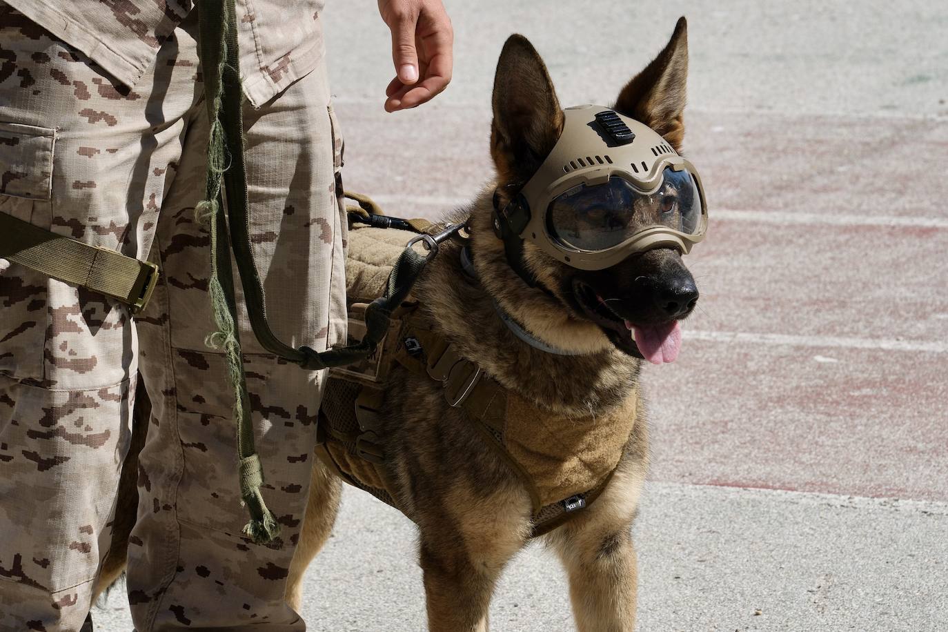 Los animales de compañía protagonizan la campaña sobre tenencia responsable de mascotas en Cádiz