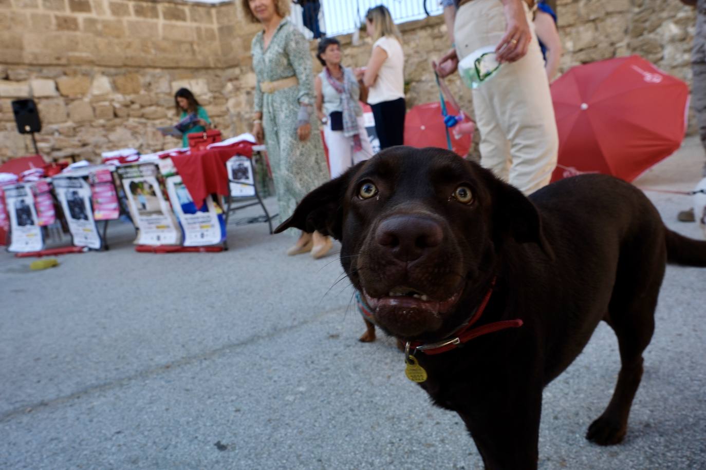 Los animales de compañía protagonizan la campaña sobre tenencia responsable de mascotas en Cádiz