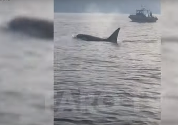 Vídeo: Un grupo de orcas ataca a un velero en el Estrecho: «Son cuatro gigantes, estamos acojonados»