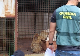 Dos monos de Gibraltar aparecen enjaulados en el patio de una vivienda de Granada