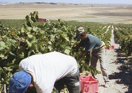 La Junta solicita al Gobierno tener en cuenta las necesidades del Marco de Jerez para la reconversión del viñedo