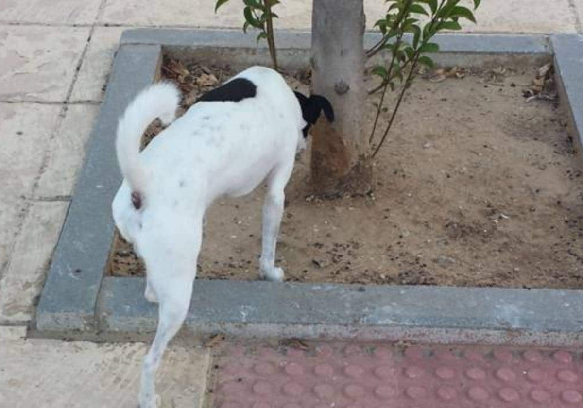 Los dueños están obligados a recoger las deposiciones de sus mascotas.