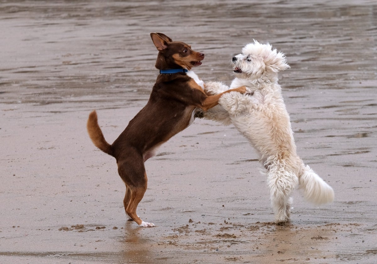 Dos perros juegan en la playa, donde en las zonas acotadas tienen la posibilidad de refrescarse.