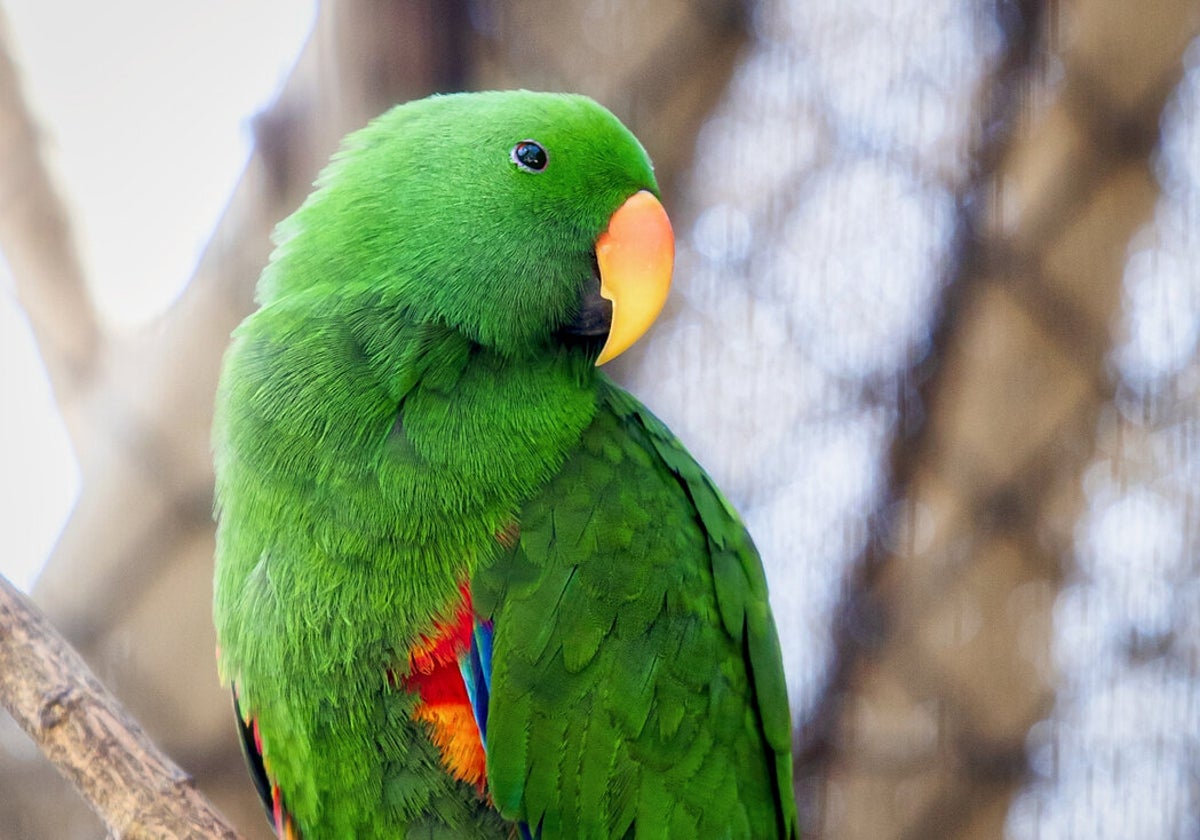 El Zoobotánico contará con nuevas instalaciones para loros del Amazonas y murciélagos