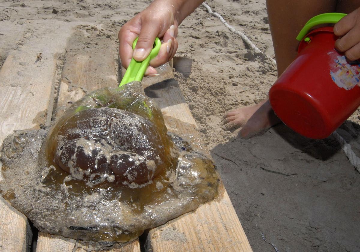 Las medusas, el enemigo de los bañistas