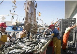 La lonja de Cádiz, la segunda que más kilos vende de Andalucía: ¿Cuál es el pescado más vendido?