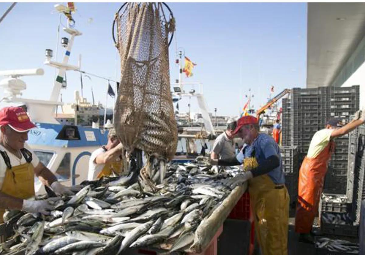 Pescadores descargando el pescado en Cádiz