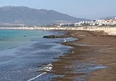 Así se encuentra una de las playas más conocidas de Cádiz por las algas: «Lo que no te dicen de la playa de Tarifa»