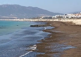 Así se encuentra una de las playas más conocidas de Cádiz por las algas: «Lo que no te dicen de la playa de Tarifa»