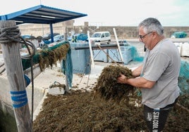 El alga asiática «no deja vivir» a los pescadores de Conil: «Es la ruina para el pescador»