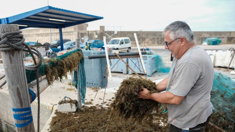 El alga asiática «no deja vivir» a los pescadores de Conil: «Es la ruina para el pescador»