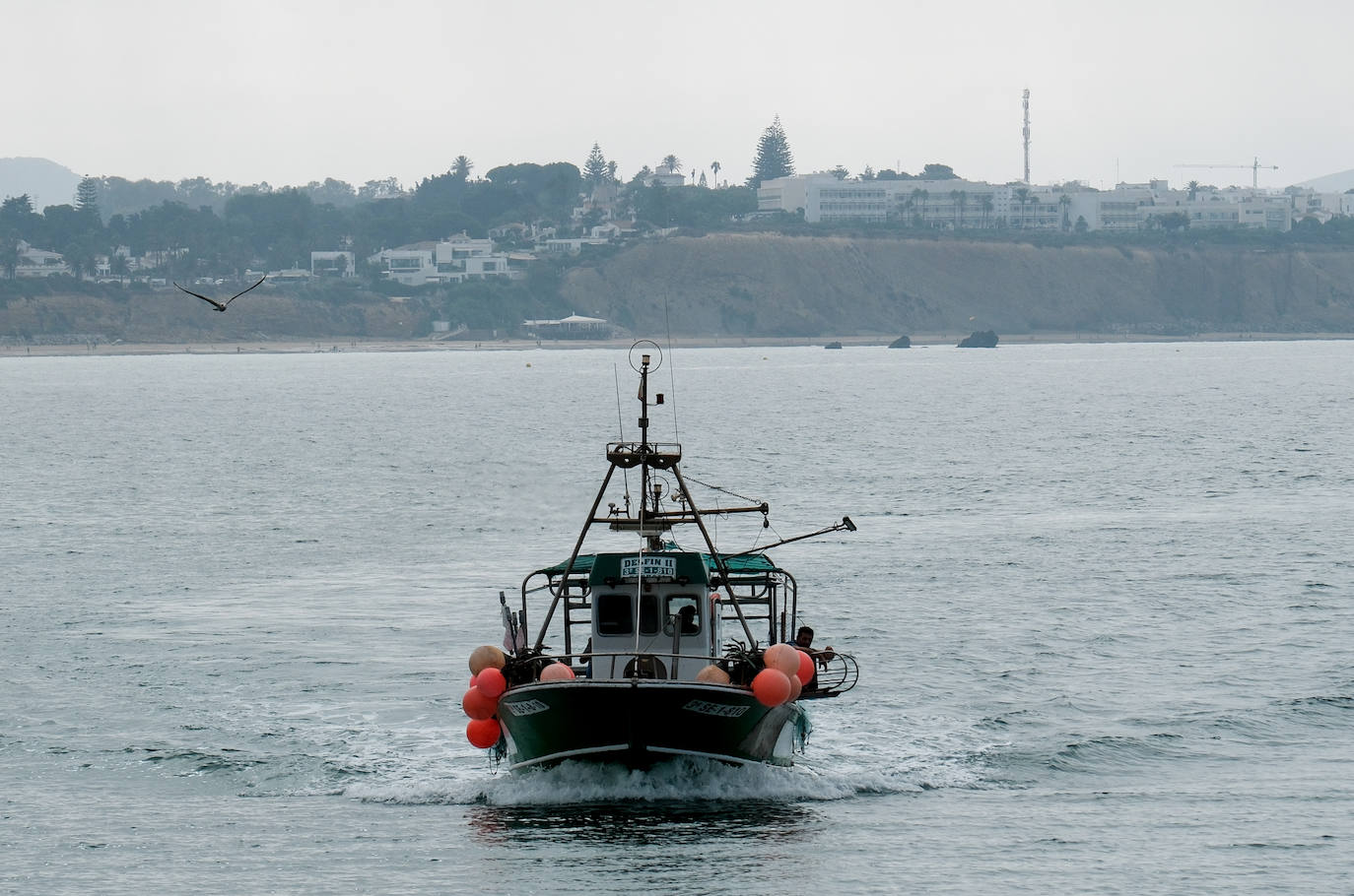 Fotografías de un drama: el alga asiática pasa &#039;factura&#039; a los pescadores de Conil