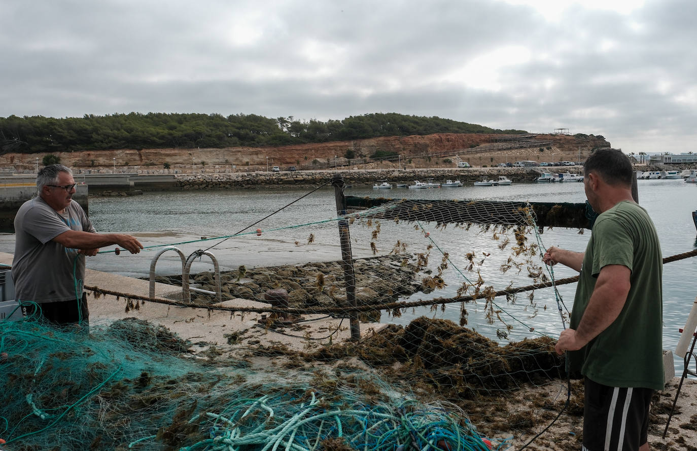 Fotografías de un drama: el alga asiática pasa &#039;factura&#039; a los pescadores de Conil