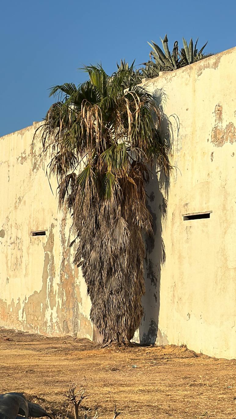 Fotos: Así ha sido la puesta a punto del castillo de San Sebastián de Cádiz de cara a su reapertura