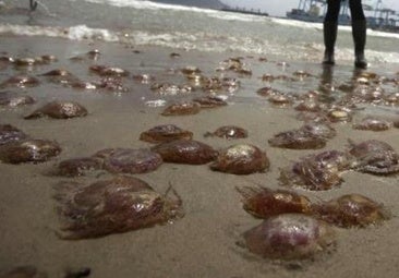 Aumentan los atendidos por picaduras de medusa en la playa de la Victoria