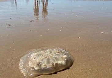 Aumentan los atendidos por picaduras de medusa en la playa de la Victoria de Cádiz