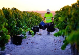 Mi vendimia en La Zarzuela, en la campiña de Jerez