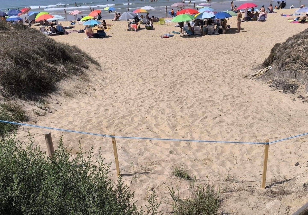 Colocan una segunda línea de defensa para proteger la zona dunar de la playa de El Palmar