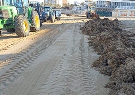 Playa de la Caleta de Cádiz: se han recogido 334 toneladas de algas desde que arrancó el verano