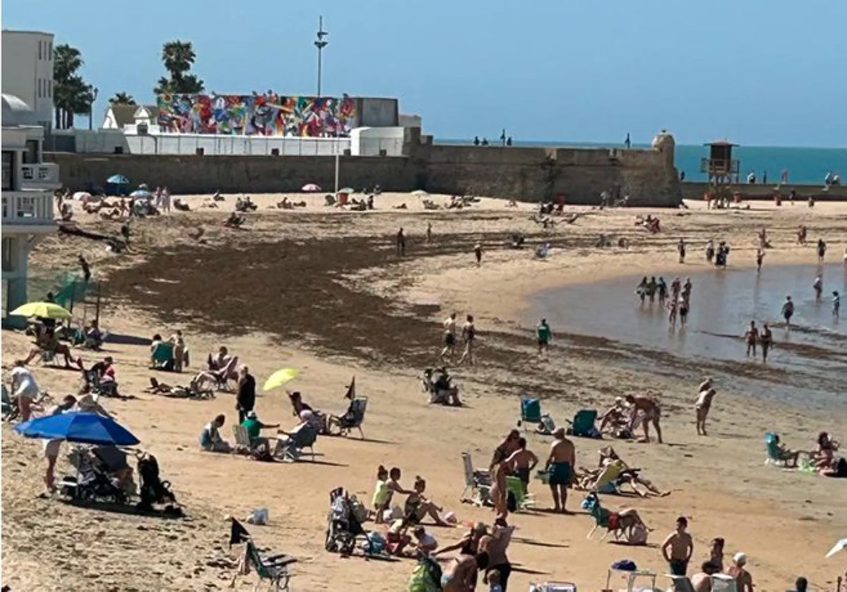 Alga invasora en la Playa de la Caleta,