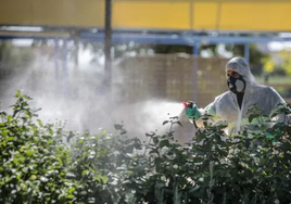 Vejer combate la proliferación de mosquitos con tratamientos para evitar el virus del Nilo