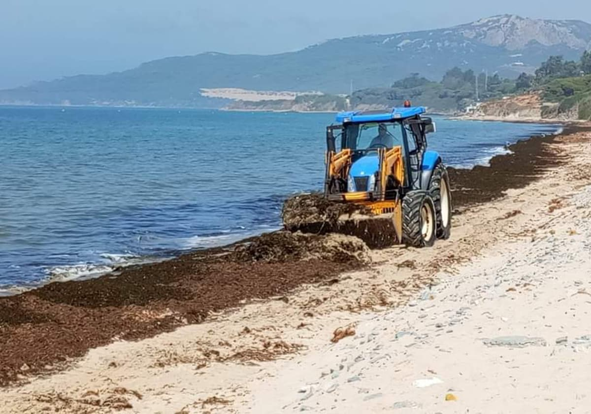 El alga asiática causa estragos en Tarifa