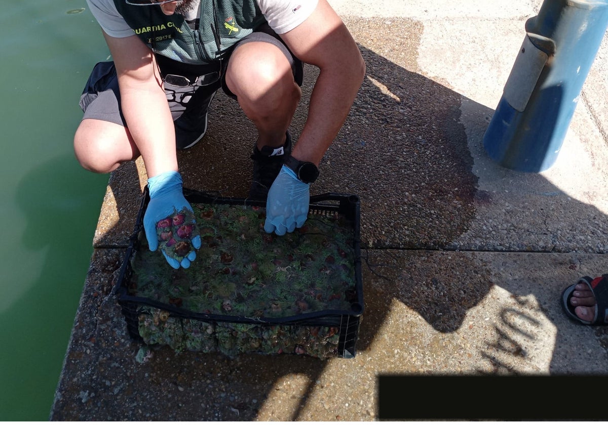 Las oritiguillas estaban aún vivas y se han devuelto al mar