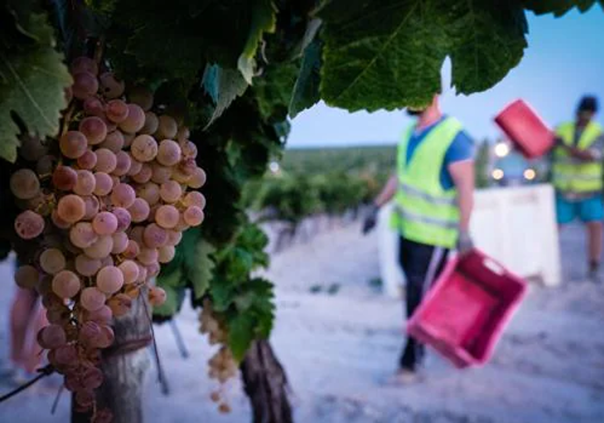 Recogida de la uva en Jerez