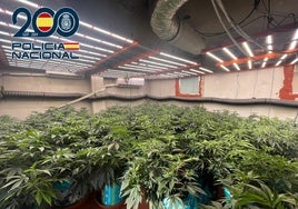 Descubierta una plantación 'indoor' en una barriada de  Jerez