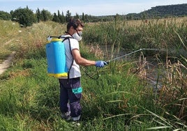 La Diputación activa un plan con subvenciones para que 17 municipios de Cádiz controlen los mosquitos y vigilen el virus del Nilo