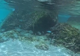 No es el Caribe, es Cádiz: esta es la mejor playa de la provincia para hacer snorkel en aguas cristalinas