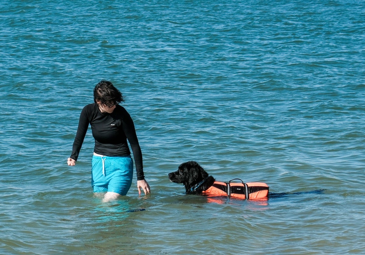 Imagen de la playa canina en El Puerto este verano