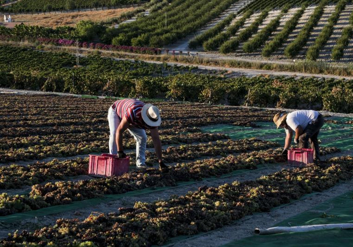 Finaliza la vendimia en el Marco de Jerez con un 25% más de producción que en 2023