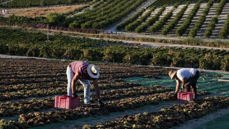 Finaliza la vendimia en el Marco de Jerez con  un 25% más de producción que en 2023