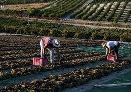 Finaliza la vendimia en el Marco de Jerez con  un 25% más de producción que en 2023