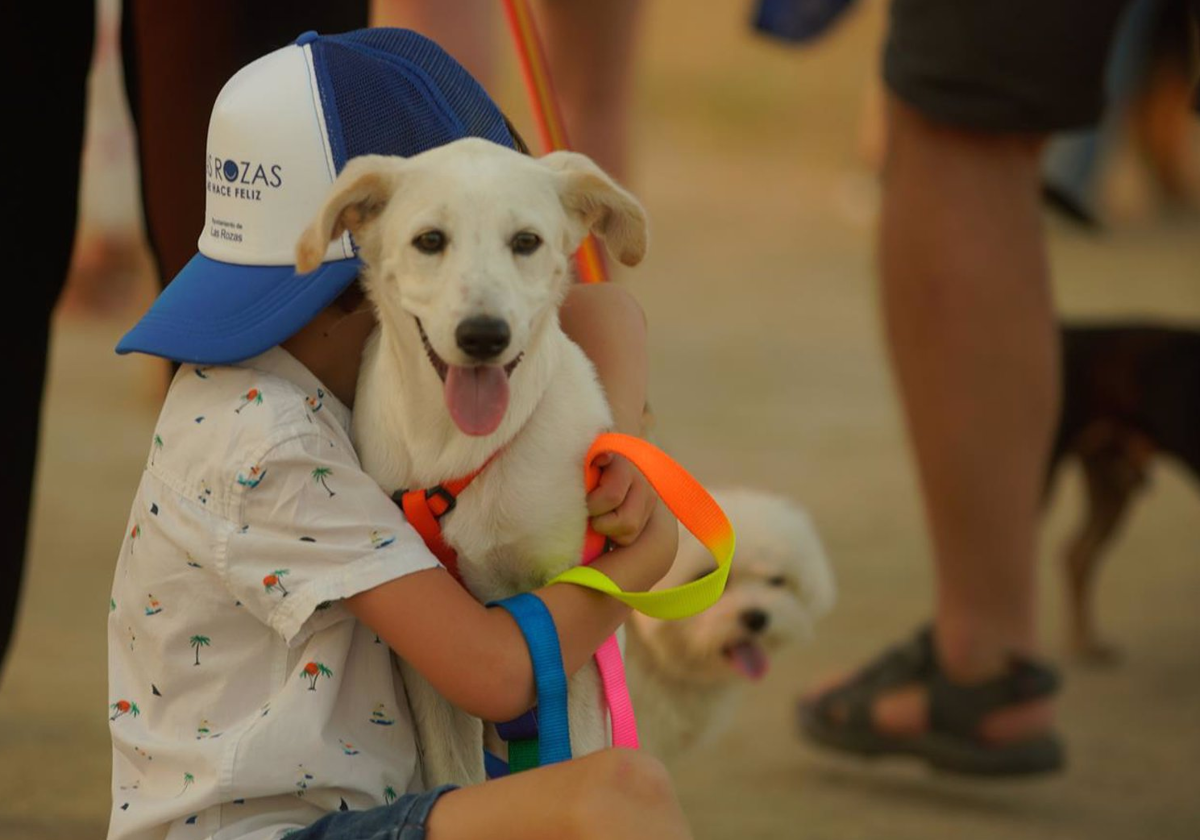 ¿Sabes cuántos perros y gatos hay en la provincia de Cádiz?