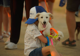 ¿Sabes cuántos perros y gatos hay en la provincia de Cádiz?