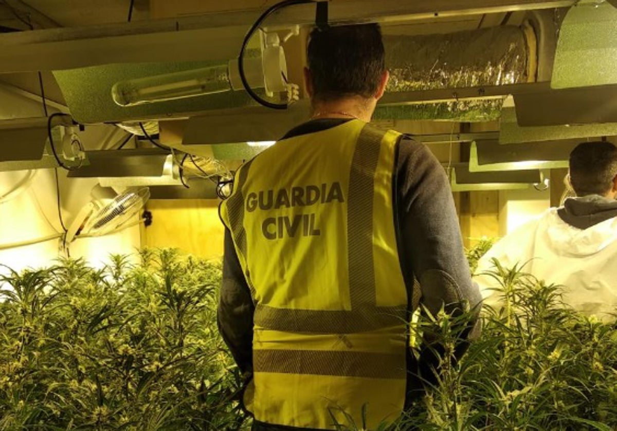 Agentes intervienen un cultivo de marihuana, en una imagen de archivo.