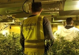 Absuelto de cultivar  marihuana en su casa de Sanlúcar porque no vivía solo