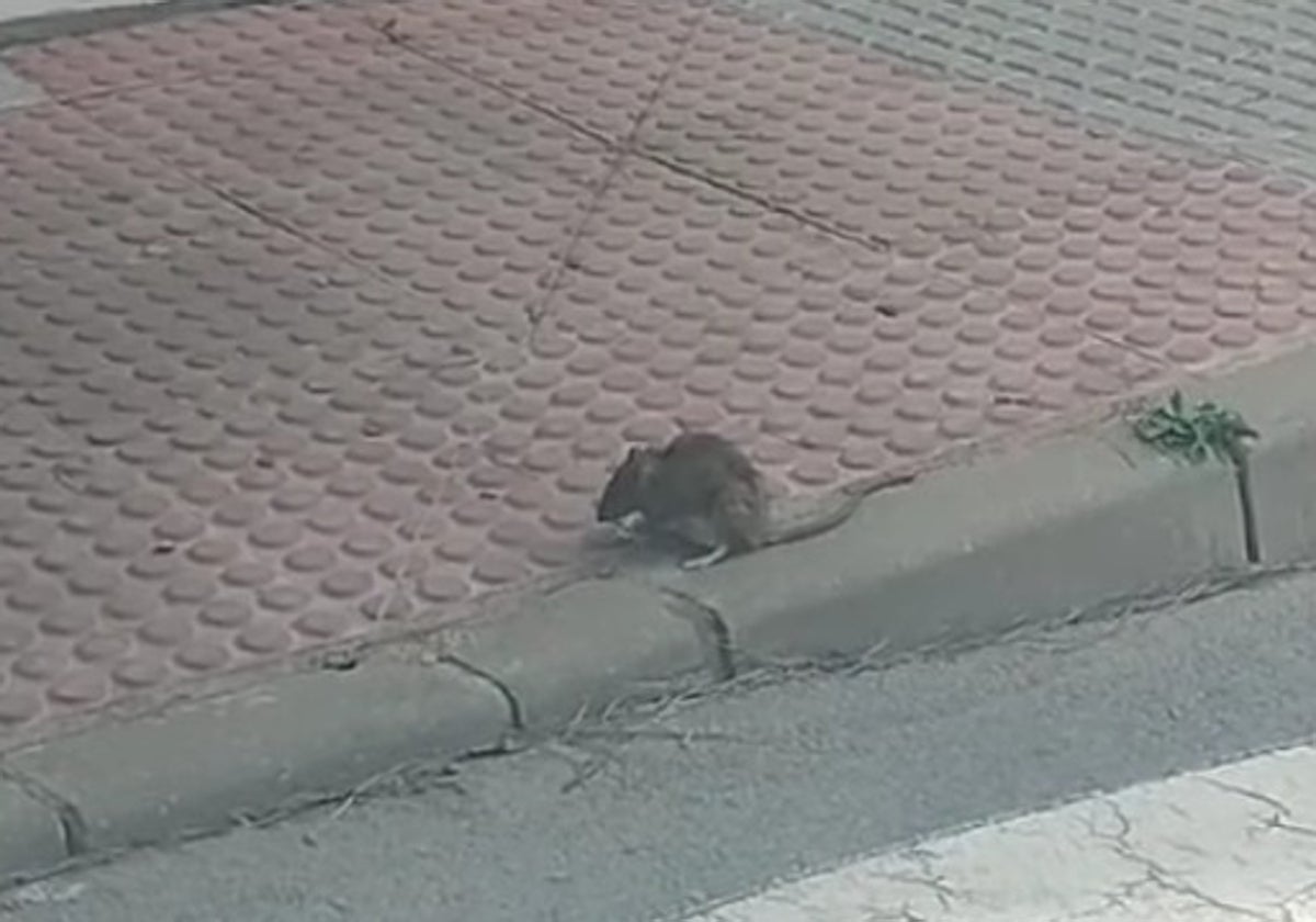 Una rata en San Fernando