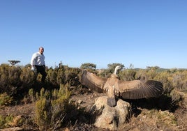 Siete buitres leonados, un búho real y un azor, los nuevos habitantes del cielo gaditano