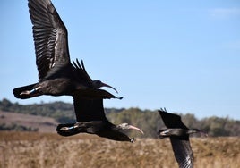 De vuelta a casa: el ibis eremita regresa a Cádiz después de completar un viaje épico de 2.800 kilómetros desde Austria